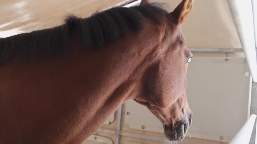 Large Brown Racing Horse in Stable at Farm Close up