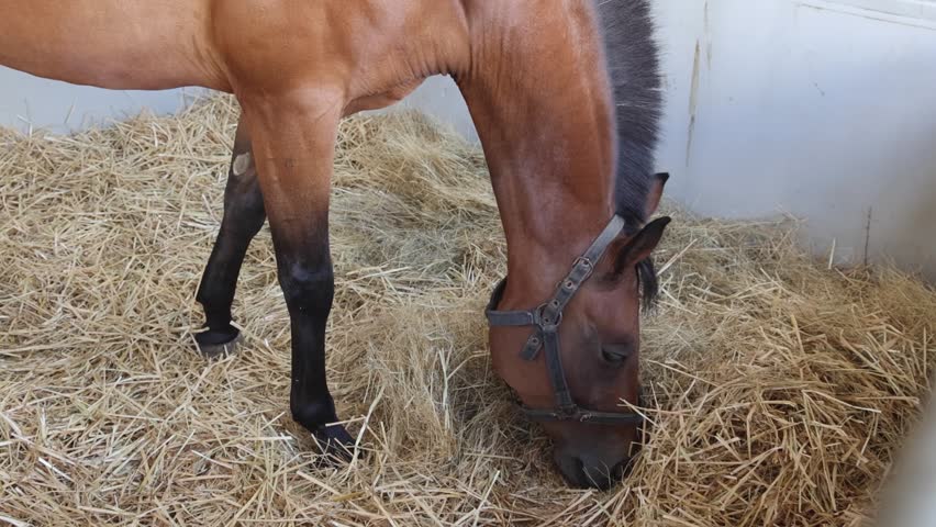 Big Brown Horse Eating Straw in Stable at Farm Close up