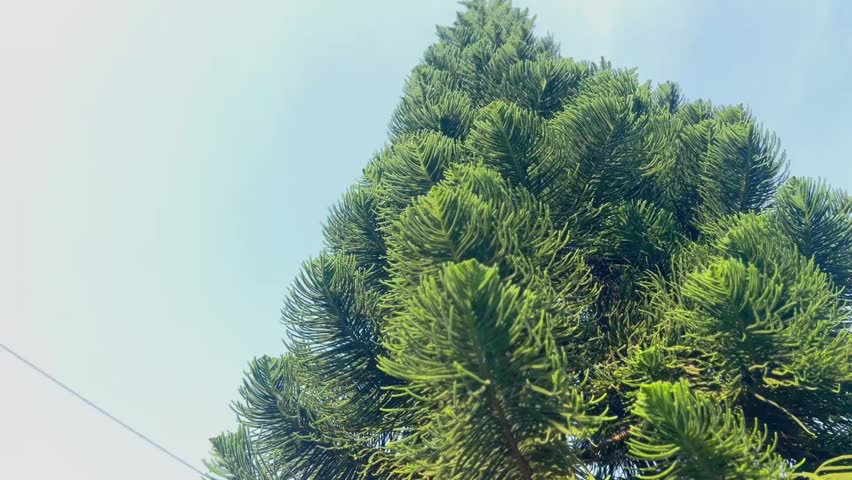 Footage of Trees Blown by the Wind
