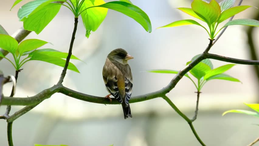 Close up of a beautiful small finch songbird with brown and yellow plumage perched on a tree branch surrounded by bright green leaves in a sunny natural habitat.