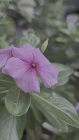 Pink Madagascar Periwinkle flower in full bloom with green leaves background