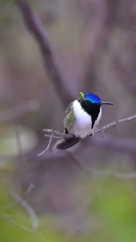 Vibrant Blue and Green Hummingbird Perched on a Branch