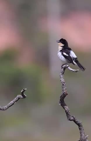 Small Bird Perched on a Branch Looking Up