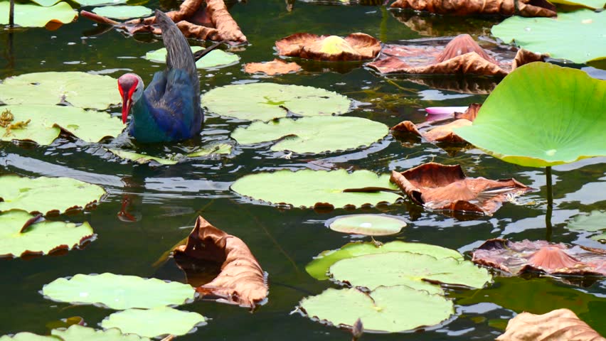 Purple Swamphen ( Porphyrio porphyrio ) walking and floating on water full of lotus leaves and plant in wetland, The blue waterbird has colorful beaks and red long legs in lake, Thailand