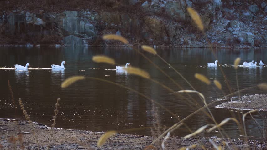 Group of white geese swimming across a calm pond near rocky cliffs