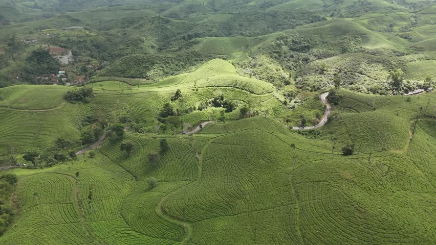 Sukanagara, Cianjur, West Java, Indonesia - February 14, 2026: Sideways drone flight capturing rolling tea plantation hills illuminated by dramatic sunlight breaking through clouds over the rural landscape of Sukanagara, Cianjur, West Java, Indonesia.
