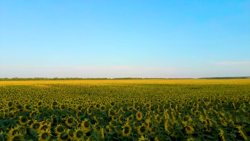 A breathtaking panoramic view of a vast, golden sunflower field stretching to the horizon under a bright, clear blue sky on a sunny summer day.