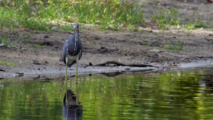 Close-up footage of a tricolored heron standing in the water, showcasing elegant posture and detailed plumage in crisp 4K resolution.