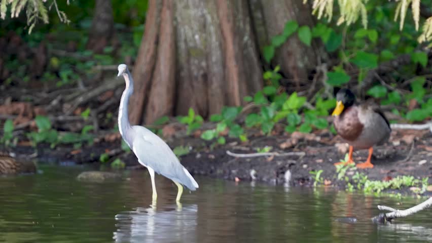 Close-up footage of a tricolored heron standing in the water alongside mallards, showcasing mixed wetland bird species and detailed plumage in crisp 4K resolution.
