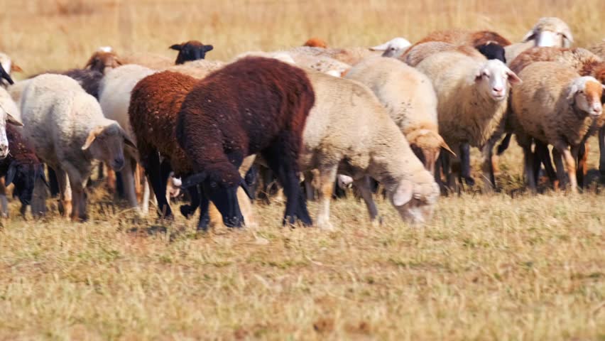 sheep grazing grass wide shot in open field, ram among flock in rural pasture environment with continuous feeding and livestock farming activity in dry agricultural landscape