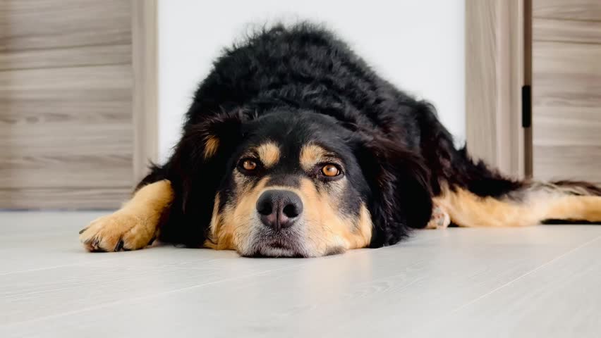 Large black and tan dog lying on light wood floor near doorways, with a bored expression