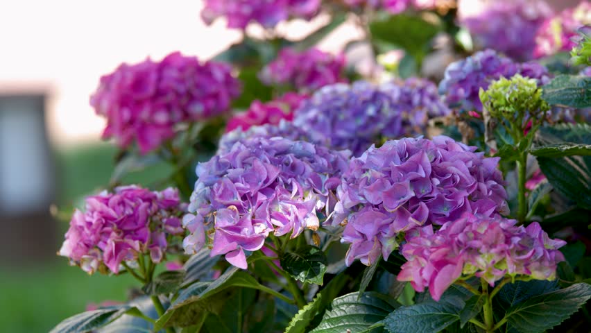 Close-up shot of blooming purple hydrangea macrophylla flowers swaying gently in soft natural daylight.