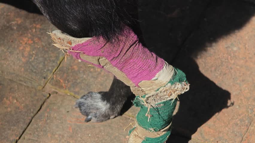 A black dog in a cast.