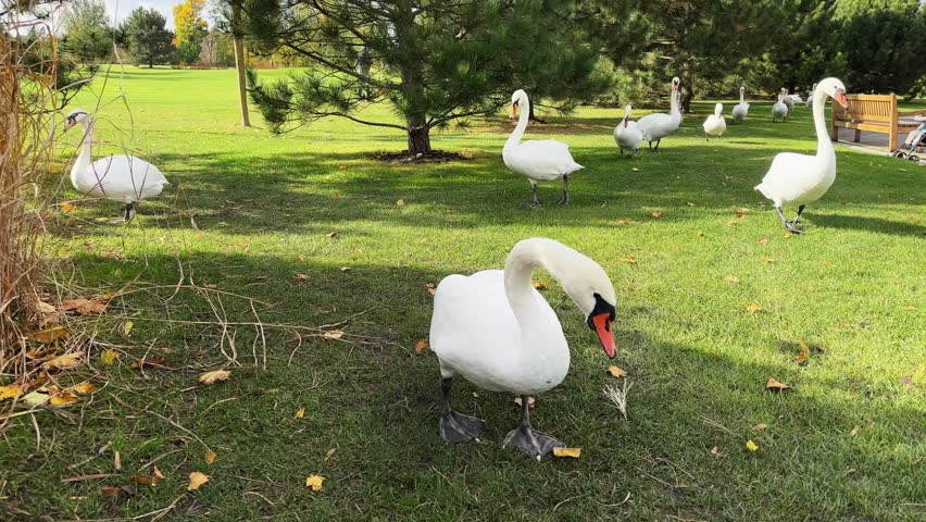 White swans walking on the lawn overgrown with green short grass in park at autumn sunny day
