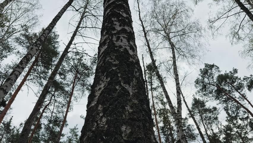Trunk of the old high birch with rough bark overgrown with moss in bottom part, view while vertical panning at spring overcast rainy day
