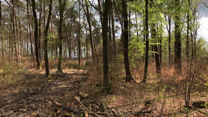 Forest landscape with mixed deciduous trees and dense lush green foliage in Germany, Europe