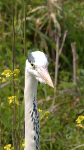 A grey heron stands still in bright daylight against a lush green and yellow background.