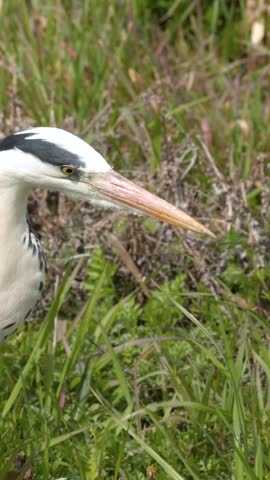 A grey heron stands still in green grass, captured in a detailed profile close-up shot.