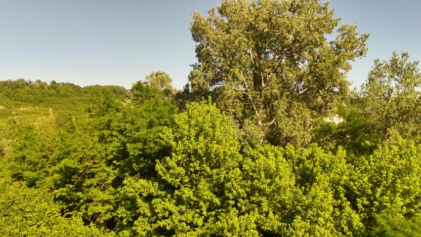 Drone pulls back over dense green trees revealing a river valley under bright sunlight.