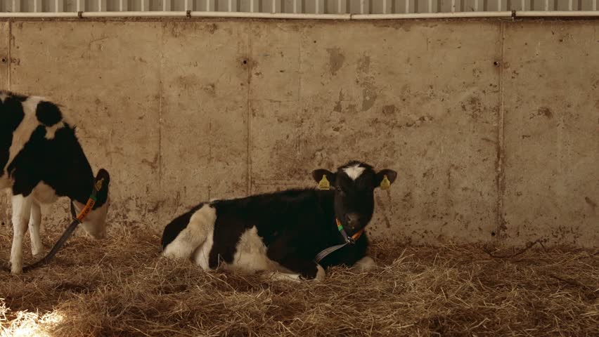 Adorable young black and white calf calmly resting on a bed of hay inside a stable, peacefully looking at the camera while another calf stands nearby on an agricultural farm. Slow motion, 4K