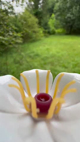 Macro Shot of a White Flower Center with Yellow Stamens and Green Garden Background