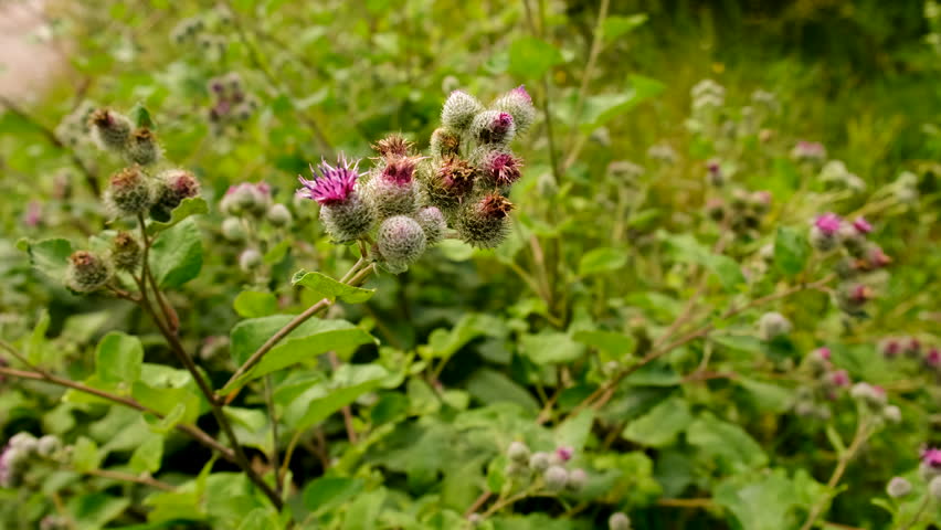Burdock growing in a field. Selective focus. Nature.