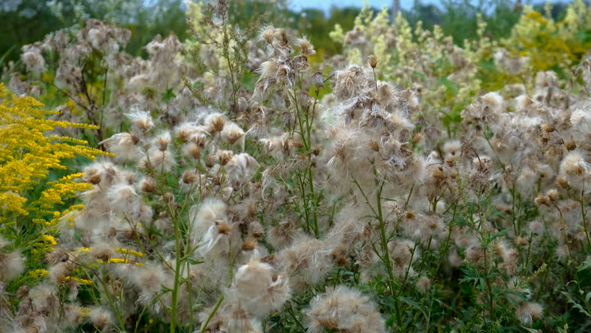 Sow thistle blooms in a field. Selective focus. nature.