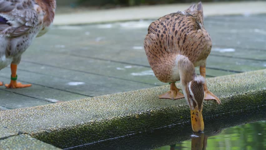 thirsty duck drinking from the pond, indian runner duck drinking water in the park, wild duck routine in the afternoon