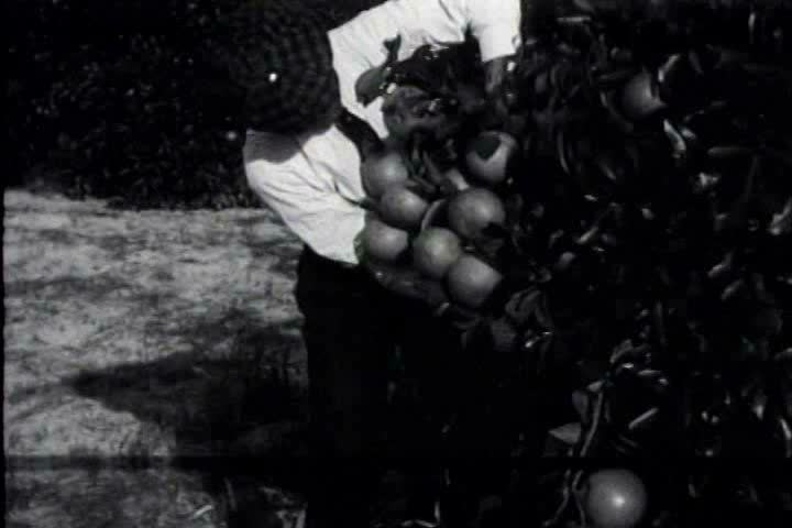 1910s, 1920s - A man and a grapefruit tree