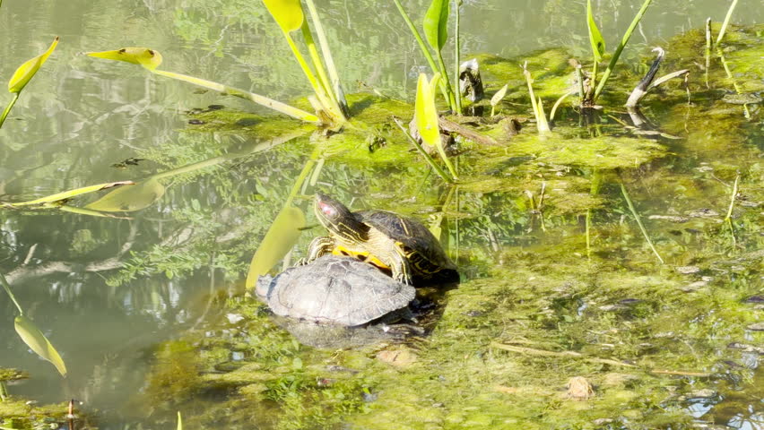 Four turtles are enjoying a sunny day in a pond filled with green algae. Two turtles rest on a rocky shore while another sits on a mossy patch. One turtle swims nearby in the clear water.