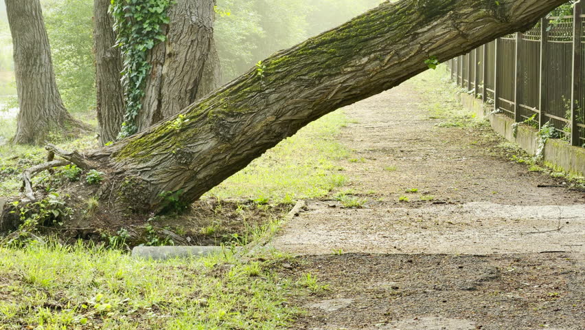 A large uprooted tree leans at an angle across a paved pathway. A black metal fence runs along the path next to lush green foliage. A soft, bright mist fills the background forest.