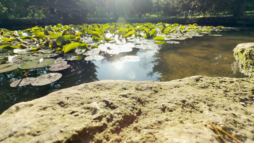 A textured, mossy stone sits prominently in the foreground of a scenic pond. Bright morning sunlight sparkles across floating green lily pads and calm, reflective water.