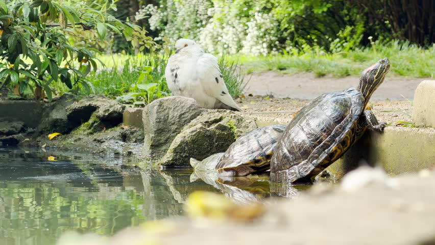 A turtle stretches to bask next to a perched white pigeon while a person walks past in the background. The walker