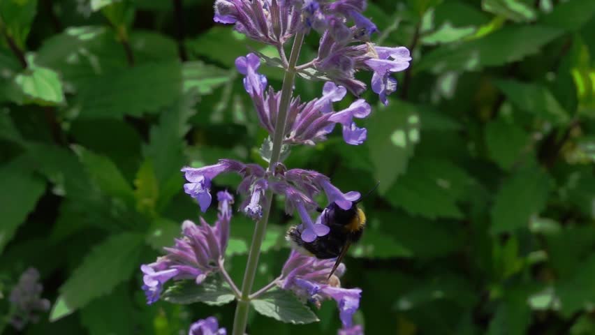Slow motion (250fps) of a buff tailed bumble bee visiting cat mint flowers