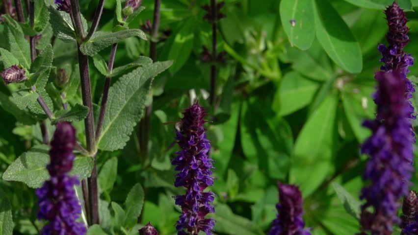 Slow motion (250fps) of a buff tailed bumble bee visiting salviat flowers
