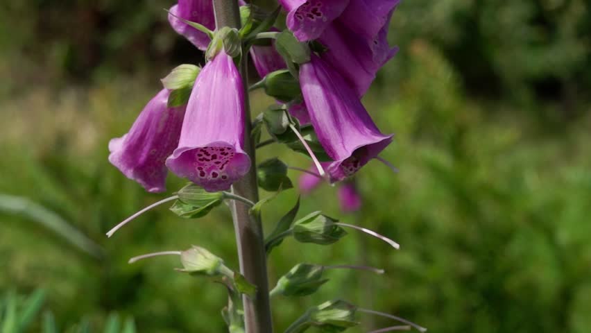 Slow motion (250fps) of a buff tailed bumble bee visiting foxglove flowers