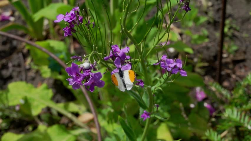 A male Orange-tip butterfly (Anthocharis cardamines) flying from flowers, slomo