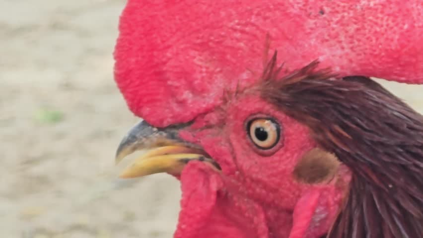 Vibrant red rooster head close up, detailed profile of a male chicken with large comb and wattle, farm animal portrait in natural daylight