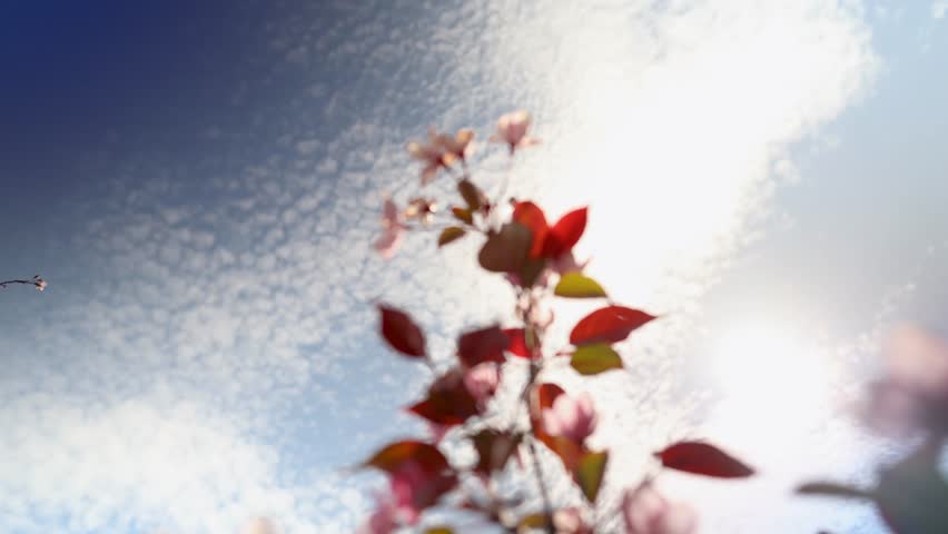 Blooming pink tree branches under bright blue sky. Spring nature scenery with cherry blossoms in sunlight. Romantic botanical floral background for wedding ceremony, holiday celebration, seasonal