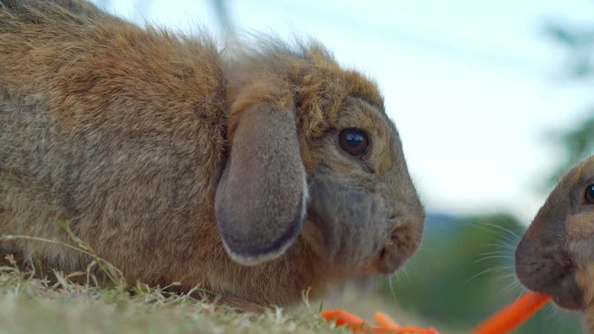 fluffy brown lop-eared rabbit sitting on dry grass outdoors. Another bunny is partially visible on the right side eating a fresh orange carrot in a natural farm setting.