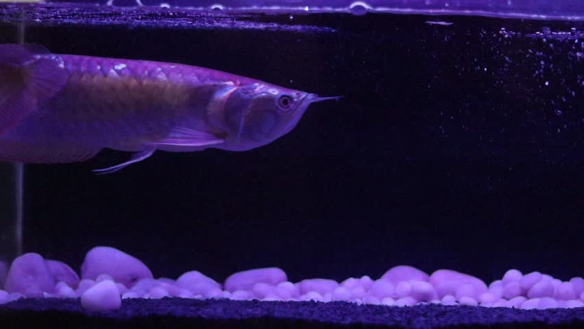Giant silver arowana in fish tank with black background