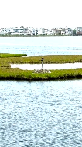 Cell phone view of an eagle on a perch by the river in Fenwick Island Delaware.