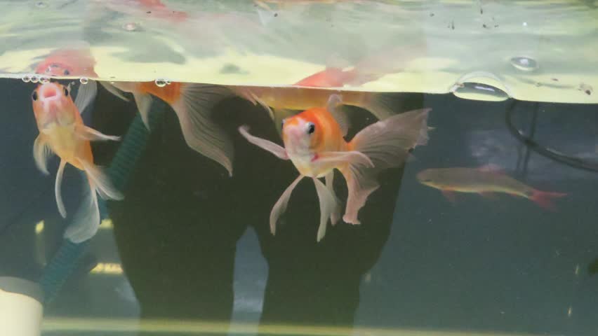 Side View of Several Orange Comet Goldfish (Carassius auratus) Swimming in a Glass Aquarium Water Tank