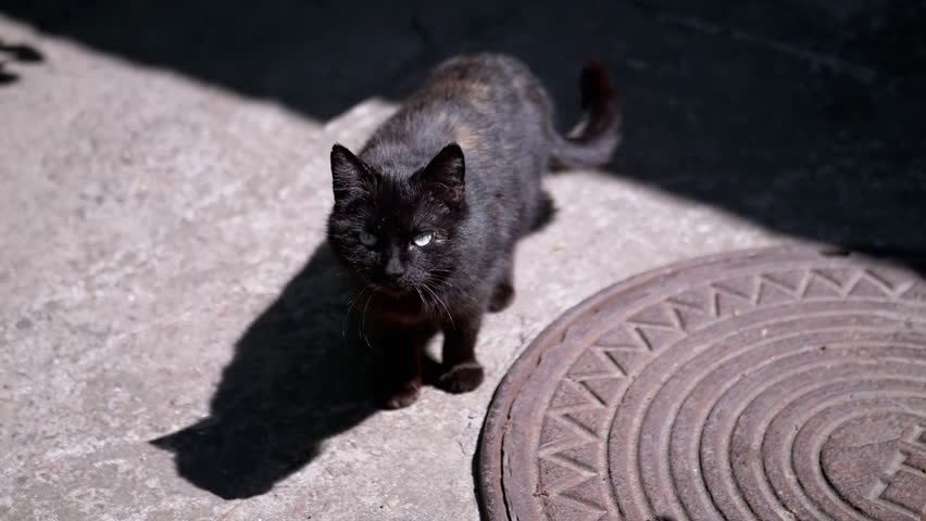 A black cat yawns widely outdoors, revealing its pink tongue and sharp teeth, demonstrating a natural feline behavior in a simple urban setting. This captivating image showcases the