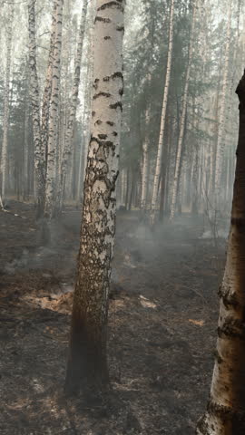 Silent Forest Scene Featuring Burned Tree Trunks. Moody PostFire Forest With Textured Charcoal Bark . Stock clip