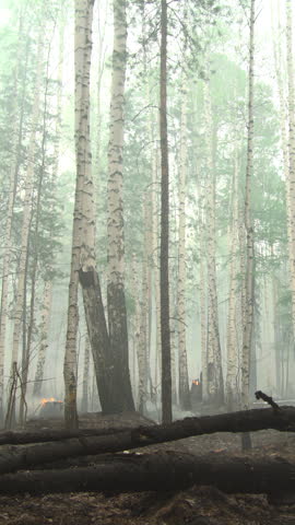 Calm Dawn In Foggy Forest. Serene Morning Landscape With Mist Surrounding Birch Trees And Logs . Stock clip