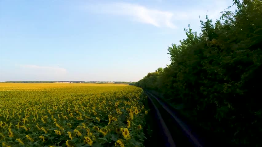 A scenic view of a sprawling sunflower field stretching to the horizon, bordered by a dirt country road and a dense line of trees under a clear blue sky.