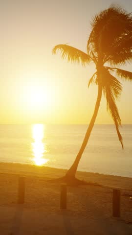 Aerial shot of palm trees and ocean at dawn in Key West Florida. Vertical video.