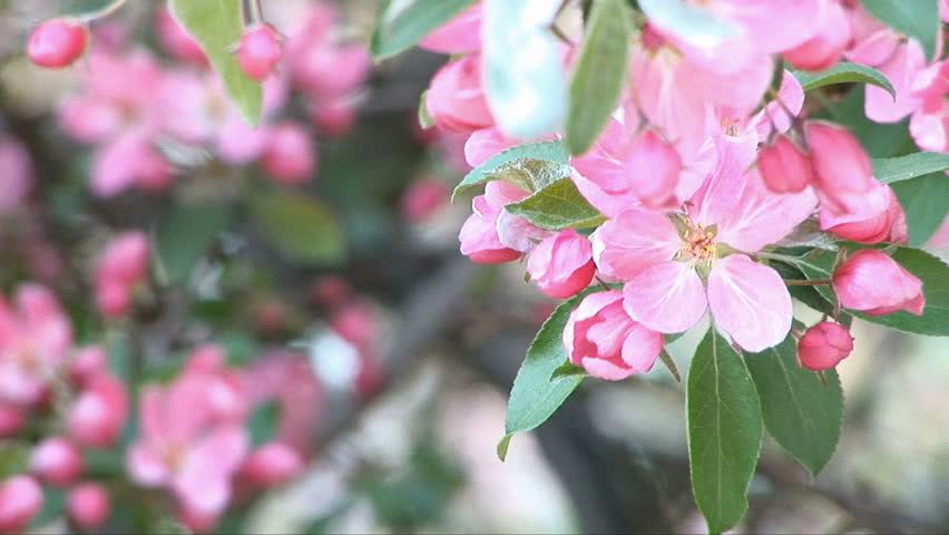 Background blossoming apple tree