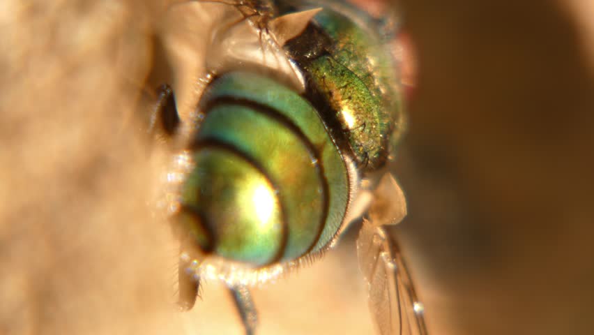 Extreme close up of iridescent green head and large red compound eyes of blowfly, macro shot, backlit sunlight. Intricacy and Tiny World.